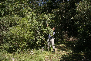  ( - BioBot10187)  @11 [ ] CreativeCommons - Attribution Non-Commercial Share-Alike (2011) Daniel H. Janzen Guanacaste Dry Forest Conservation Fund
