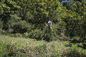 ( - BioBot10188)  @11 [ ] CreativeCommons - Attribution Non-Commercial Share-Alike (2011) Daniel H. Janzen Guanacaste Dry Forest Conservation Fund