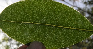  (Chionanthus panamensis - BioBot10195)  @11 [ ] CreativeCommons - Attribution Non-Commercial Share-Alike (2011) Daniel H. Janzen Guanacaste Dry Forest Conservation Fund