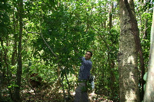  ( - BioBot10214)  @11 [ ] CreativeCommons - Attribution Non-Commercial Share-Alike (2011) Daniel H. Janzen Guanacaste Dry Forest Conservation Fund