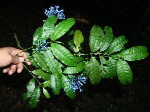  ( - BioBot10221)  @11 [ ] CreativeCommons - Attribution Non-Commercial Share-Alike (2011) Daniel H. Janzen Guanacaste Dry Forest Conservation Fund