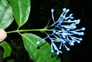  ( - BioBot10221)  @11 [ ] CreativeCommons - Attribution Non-Commercial Share-Alike (2011) Daniel H. Janzen Guanacaste Dry Forest Conservation Fund