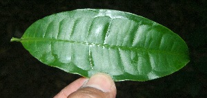  ( - BioBot10221)  @11 [ ] CreativeCommons - Attribution Non-Commercial Share-Alike (2011) Daniel H. Janzen Guanacaste Dry Forest Conservation Fund