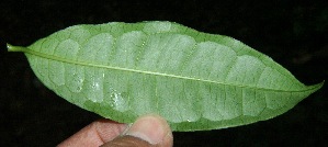  ( - BioBot10221)  @11 [ ] CreativeCommons - Attribution Non-Commercial Share-Alike (2011) Daniel H. Janzen Guanacaste Dry Forest Conservation Fund