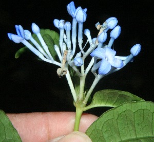  ( - BioBot10222)  @11 [ ] CreativeCommons - Attribution Non-Commercial Share-Alike (2011) Daniel H. Janzen Guanacaste Dry Forest Conservation Fund