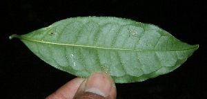  ( - BioBot10222)  @11 [ ] CreativeCommons - Attribution Non-Commercial Share-Alike (2011) Daniel H. Janzen Guanacaste Dry Forest Conservation Fund