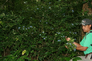  ( - BioBot10223)  @11 [ ] CreativeCommons - Attribution Non-Commercial Share-Alike (2011) Daniel H. Janzen Guanacaste Dry Forest Conservation Fund