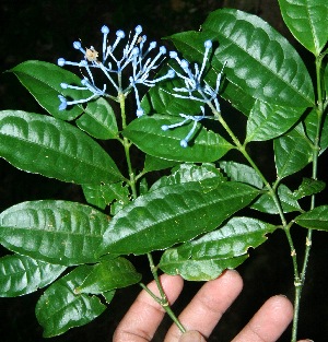  ( - BioBot10223)  @11 [ ] CreativeCommons - Attribution Non-Commercial Share-Alike (2011) Daniel H. Janzen Guanacaste Dry Forest Conservation Fund