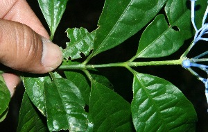  ( - BioBot10223)  @11 [ ] CreativeCommons - Attribution Non-Commercial Share-Alike (2011) Daniel H. Janzen Guanacaste Dry Forest Conservation Fund