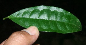  ( - BioBot10223)  @11 [ ] CreativeCommons - Attribution Non-Commercial Share-Alike (2011) Daniel H. Janzen Guanacaste Dry Forest Conservation Fund