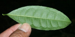  ( - BioBot10223)  @11 [ ] CreativeCommons - Attribution Non-Commercial Share-Alike (2011) Daniel H. Janzen Guanacaste Dry Forest Conservation Fund