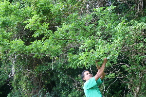  ( - BioBot10226)  @11 [ ] CreativeCommons - Attribution Non-Commercial Share-Alike (2011) Daniel H. Janzen Guanacaste Dry Forest Conservation Fund