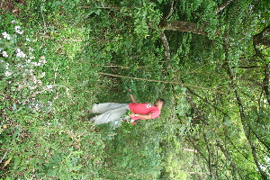  ( - BioBot10228)  @11 [ ] CreativeCommons - Attribution Non-Commercial Share-Alike (2011) Daniel H. Janzen Guanacaste Dry Forest Conservation Fund