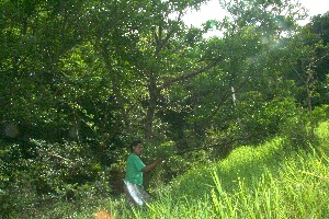  ( - BioBot10229)  @11 [ ] CreativeCommons - Attribution Non-Commercial Share-Alike (2011) Daniel H. Janzen Guanacaste Dry Forest Conservation Fund