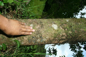 ( - BioBot10229)  @11 [ ] CreativeCommons - Attribution Non-Commercial Share-Alike (2011) Daniel H. Janzen Guanacaste Dry Forest Conservation Fund