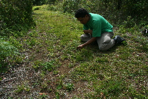  ( - BioBot10233)  @11 [ ] CreativeCommons - Attribution Non-Commercial Share-Alike (2011) Daniel H. Janzen Guanacaste Dry Forest Conservation Fund