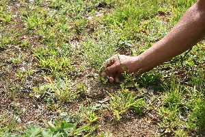  ( - BioBot10233)  @11 [ ] CreativeCommons - Attribution Non-Commercial Share-Alike (2011) Daniel H. Janzen Guanacaste Dry Forest Conservation Fund