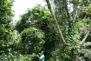  (Koanophyllon hylonoma - BioBot10236)  @11 [ ] CreativeCommons - Attribution Non-Commercial Share-Alike (2011) Daniel H. Janzen Guanacaste Dry Forest Conservation Fund
