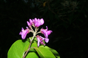  (Securidaca micheliana - BioBot10241)  @11 [ ] CreativeCommons - Attribution Non-Commercial Share-Alike (2011) Daniel H. Janzen Guanacaste Dry Forest Conservation Fund
