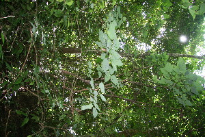  ( - BioBot10272)  @11 [ ] CreativeCommons - Attribution Non-Commercial Share-Alike (2011) Daniel H. Janzen Guanacaste Dry Forest Conservation Fund