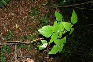  ( - BioBot10288)  @11 [ ] CreativeCommons - Attribution Non-Commercial Share-Alike (2011) Daniel H. Janzen Guanacaste Dry Forest Conservation Fund