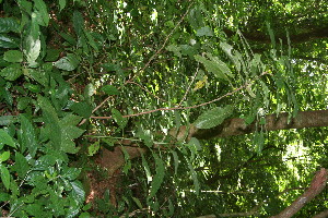  ( - BioBot10296)  @11 [ ] CreativeCommons - Attribution Non-Commercial Share-Alike (2011) Daniel H. Janzen Guanacaste Dry Forest Conservation Fund