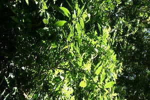  ( - BioBot10297)  @11 [ ] CreativeCommons - Attribution Non-Commercial Share-Alike (2011) Daniel H. Janzen Guanacaste Dry Forest Conservation Fund
