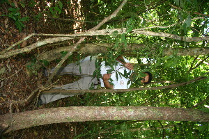  ( - BioBot10316)  @11 [ ] CreativeCommons - Attribution Non-Commercial Share-Alike (2011) Daniel H. Janzen Guanacaste Dry Forest Conservation Fund