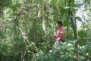  ( - BioBot10345)  @11 [ ] CreativeCommons - Attribution Non-Commercial Share-Alike (2011) Daniel H. Janzen Guanacaste Dry Forest Conservation Fund