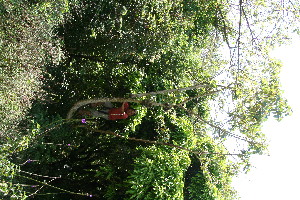  ( - BioBot10347)  @11 [ ] CreativeCommons - Attribution Non-Commercial Share-Alike (2011) Daniel H. Janzen Guanacaste Dry Forest Conservation Fund