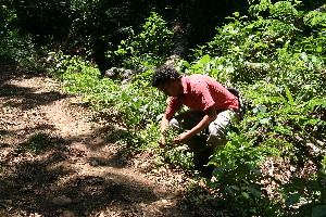  ( - BioBot10356)  @11 [ ] CreativeCommons - Attribution Non-Commercial Share-Alike (2011) Daniel H. Janzen Guanacaste Dry Forest Conservation Fund