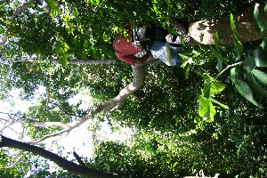  ( - BioBot10404)  @11 [ ] CreativeCommons - Attribution Non-Commercial Share-Alike (2011) Daniel H. Janzen Guanacaste Dry Forest Conservation Fund