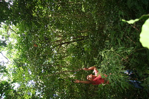  ( - BioBot10405)  @11 [ ] CreativeCommons - Attribution Non-Commercial Share-Alike (2011) Daniel H. Janzen Guanacaste Dry Forest Conservation Fund