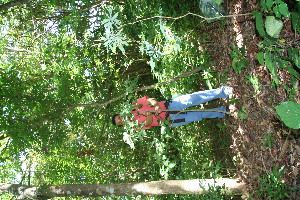  ( - BioBot10416)  @11 [ ] CreativeCommons - Attribution Non-Commercial Share-Alike (2011) Daniel H. Janzen Guanacaste Dry Forest Conservation Fund