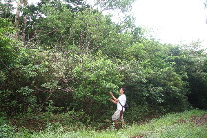  ( - BioBot10436)  @11 [ ] CreativeCommons - Attribution Non-Commercial Share-Alike (2011) Daniel H. Janzen Guanacaste Dry Forest Conservation Fund