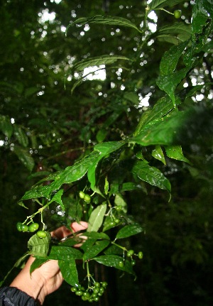  ( - BioBot10498)  @11 [ ] CreativeCommons - Attribution Non-Commercial Share-Alike (2011) Daniel H. Janzen Guanacaste Dry Forest Conservation Fund