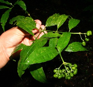 ( - BioBot10498)  @11 [ ] CreativeCommons - Attribution Non-Commercial Share-Alike (2011) Daniel H. Janzen Guanacaste Dry Forest Conservation Fund
