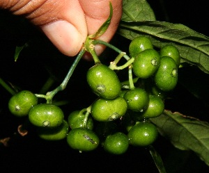  ( - BioBot10498)  @11 [ ] CreativeCommons - Attribution Non-Commercial Share-Alike (2011) Daniel H. Janzen Guanacaste Dry Forest Conservation Fund