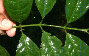  ( - BioBot10498)  @11 [ ] CreativeCommons - Attribution Non-Commercial Share-Alike (2011) Daniel H. Janzen Guanacaste Dry Forest Conservation Fund