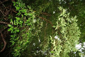  ( - BioBot10505)  @11 [ ] CreativeCommons - Attribution Non-Commercial Share-Alike (2011) Daniel H. Janzen Guanacaste Dry Forest Conservation Fund