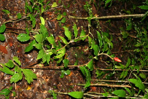  ( - BioBot10510)  @11 [ ] CreativeCommons - Attribution Non-Commercial Share-Alike (2011) Daniel H. Janzen Guanacaste Dry Forest Conservation Fund