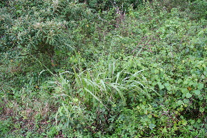  ( - BioBot10512)  @11 [ ] CreativeCommons - Attribution Non-Commercial Share-Alike (2011) Daniel H. Janzen Guanacaste Dry Forest Conservation Fund