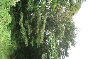  ( - BioBot10519)  @11 [ ] CreativeCommons - Attribution Non-Commercial Share-Alike (2011) Daniel H. Janzen Guanacaste Dry Forest Conservation Fund