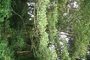  ( - BioBot10519)  @11 [ ] CreativeCommons - Attribution Non-Commercial Share-Alike (2011) Daniel H. Janzen Guanacaste Dry Forest Conservation Fund