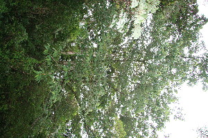  ( - BioBot10520)  @11 [ ] CreativeCommons - Attribution Non-Commercial Share-Alike (2011) Daniel H. Janzen Guanacaste Dry Forest Conservation Fund