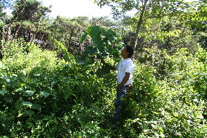  ( - BioBot10581)  @11 [ ] CreativeCommons - Attribution Non-Commercial Share-Alike (2011) Daniel H. Janzen Guanacaste Dry Forest Conservation Fund