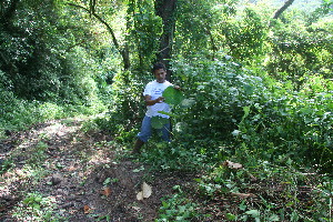  ( - BioBot10588)  @11 [ ] CreativeCommons - Attribution Non-Commercial Share-Alike (2011) Daniel H. Janzen Guanacaste Dry Forest Conservation Fund