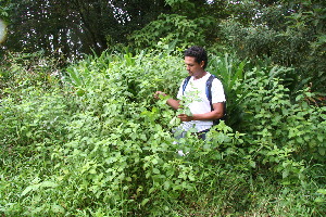  ( - BioBot10601)  @11 [ ] CreativeCommons - Attribution Non-Commercial Share-Alike (2011) Daniel H. Janzen Guanacaste Dry Forest Conservation Fund