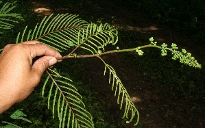  (Calliandra calothyrsus - BioBot10657)  @11 [ ] CreativeCommons - Attribution Non-Commercial Share-Alike (2010) Daniel H. Janzen Guanacaste Dry Forest Conservation Fund
