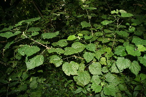  ( - BioBot10668)  @11 [ ] CreativeCommons - Attribution Non-Commercial Share-Alike (2010) Daniel H. Janzen Guanacaste Dry Forest Conservation Fund